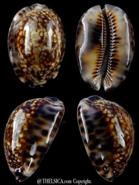 Cypraea maculifera hawaiiensis 48,7 mm Gem-0