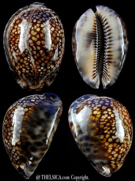 Cypraea maculifera hawaiiensis 72 mm Gem-0
