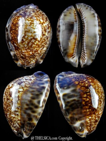 Cypraea maculifera hawaiiensis 74,2 mm Gem-0