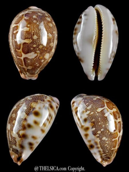 Cypraea mappa viridis guamensis ..59,6 mm Gem-0
