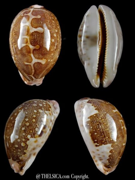 Leporicypraea mappa viridis guamensis ..62,3 mm Gem-0