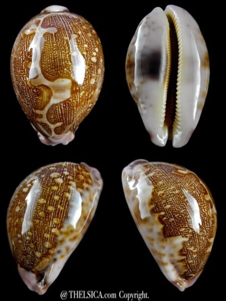 Cypraea mappa viridis guamensis ..63,2 mm Gem-0