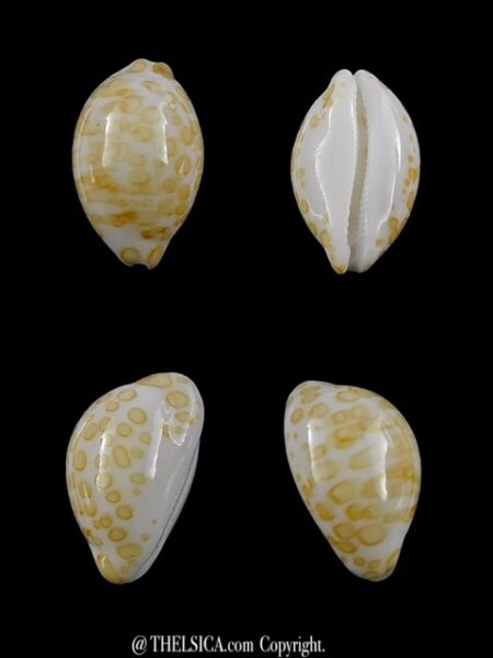 Cypraea mariae 12,5 mm Gem-0