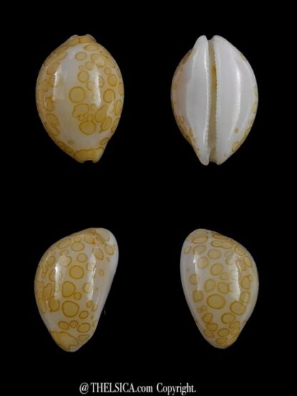 4 cypraea mariae-14576