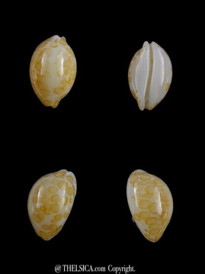 4 cypraea mariae-14575