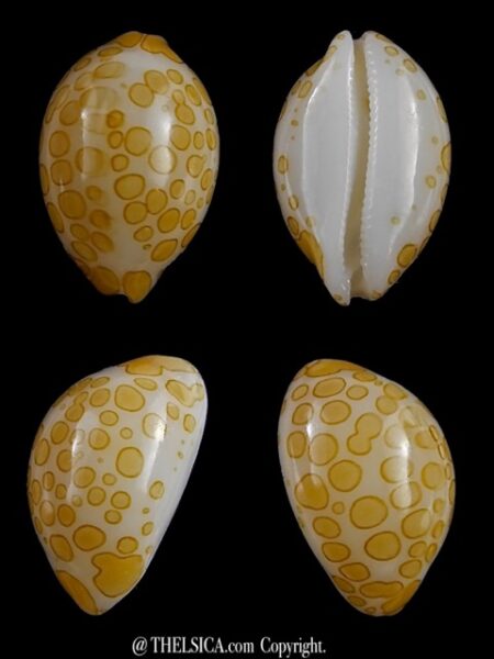 4 cypraea mariae-0