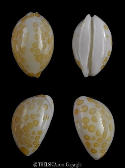 4 cypraea mariae-14577