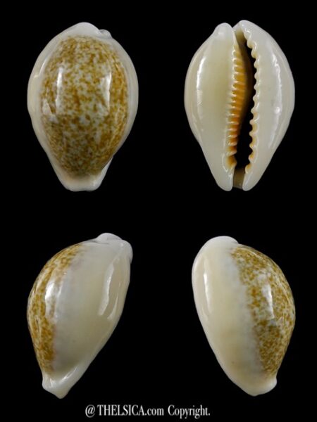 Cypraea ovum chrysostoma 24,1 mm Gem-0