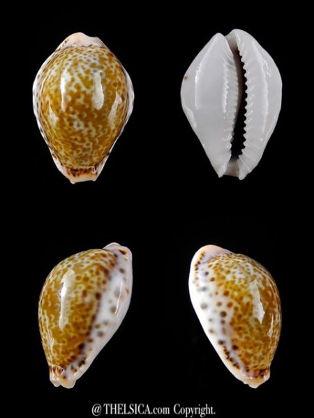 Cypraea acicularis sanctahelenae 23 mm Gem-0