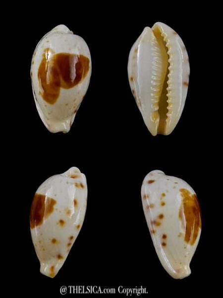 Cypraea saulae nugata f. crakei 17,7 mm Gem-0