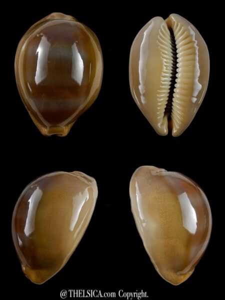 Cypraea sulcidentata 42,4 mm Gem-0