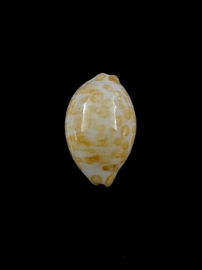 Cypraea mariae 12,5 mm Gem-14573