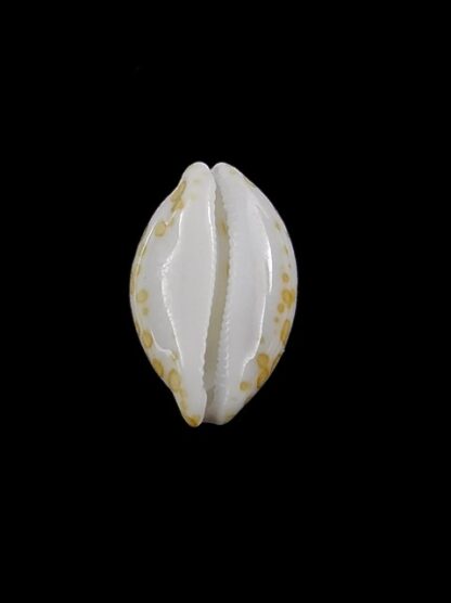 Cypraea mariae 12,5 mm Gem-14571