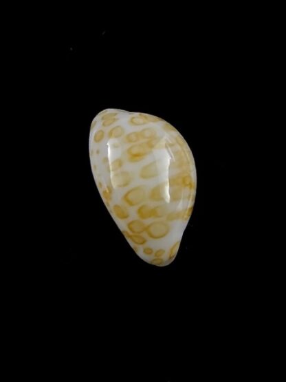 Cypraea mariae 12,5 mm Gem-14572