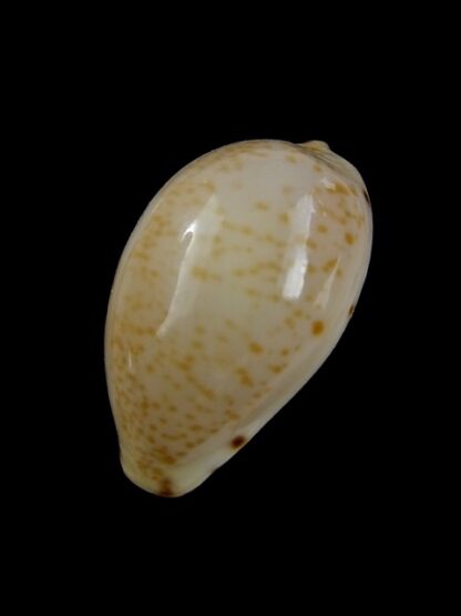 Notocypraea declivis 23,8 mm Gem.-14198
