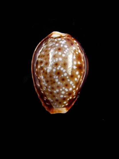 Naria bellatrix . 18,7 mm Gem-14139