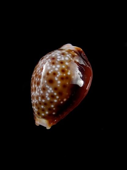 Naria bellatrix . 19,2 mm Gem-14151
