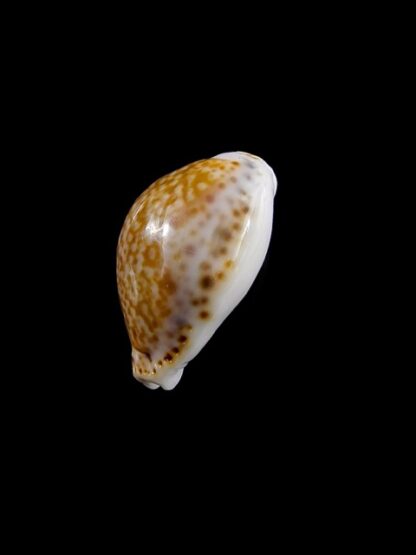 Cypraea acicularis sanctahelenae 21,9 mm Gem-14220