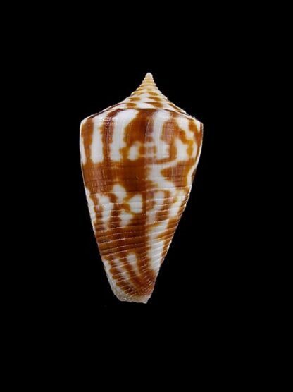 Conus dampierensis 28,1 mm Gem-14553