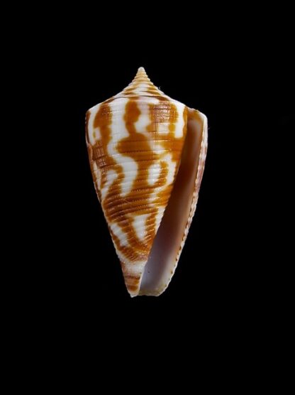 Conus dampierensis 28,1 mm Gem-14550
