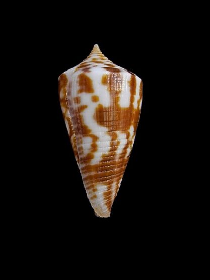 Conus dampierensis 28,1 mm Gem-14552