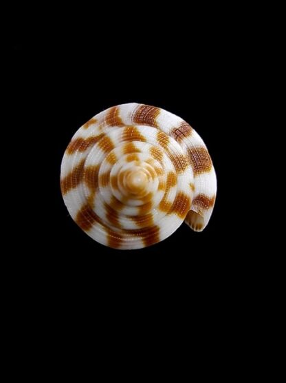 Conus dampierensis 28,1 mm Gem-14554