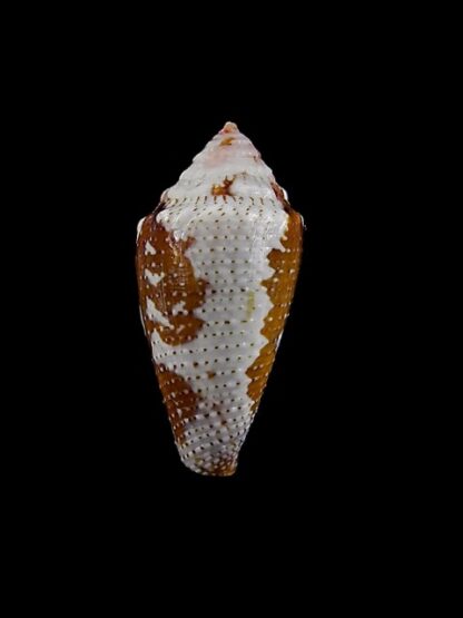 Conus curassaviensis 23,1 mm Gem-14543