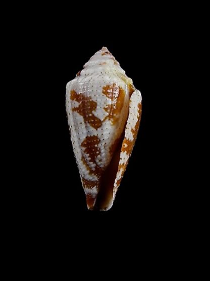 Conus curassaviensis 23,1 mm Gem-14541