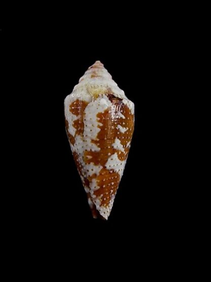 Conus curassaviensis 23,1 mm Gem-14542