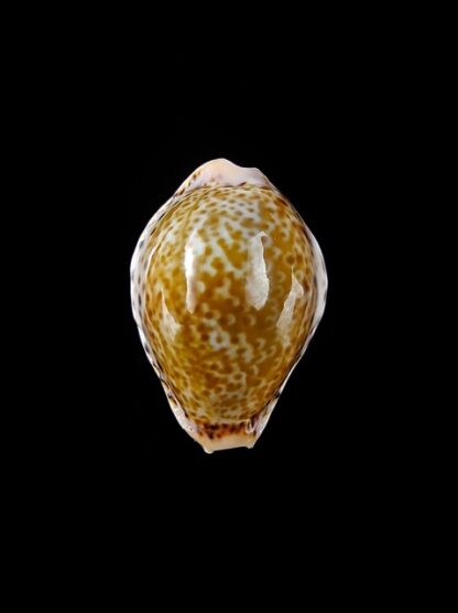 Cypraea acicularis sanctahelenae 23 mm Gem-14241