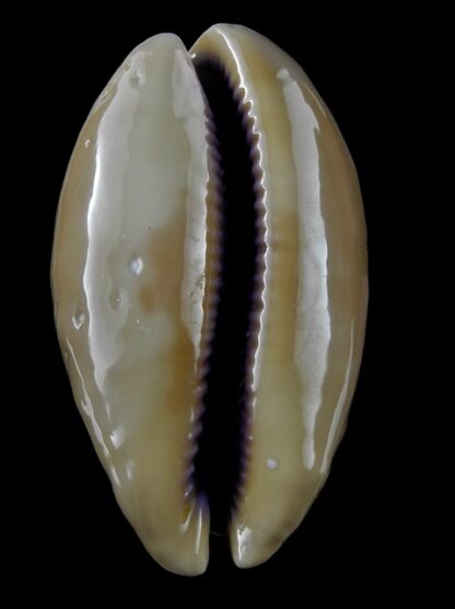 Cypraea leviathan 78,3 mm Gem-14391