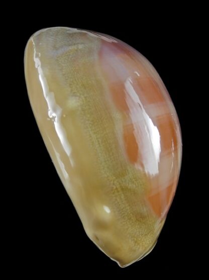 Cypraea leviathan 78,3 mm Gem-14393