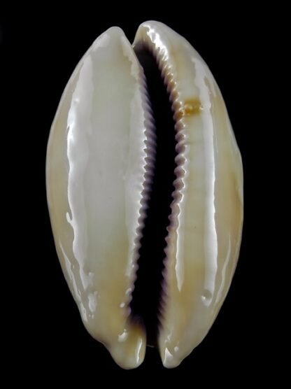 Cypraea leviathan 79,8 mm F+++/Gem-14399