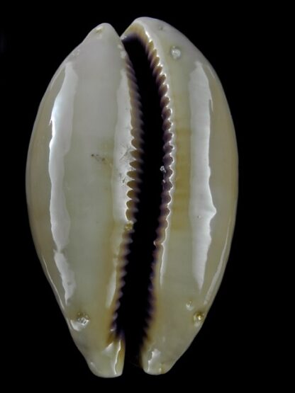 Cypraea leviathan 80,7 mm F+++/Gem-14405