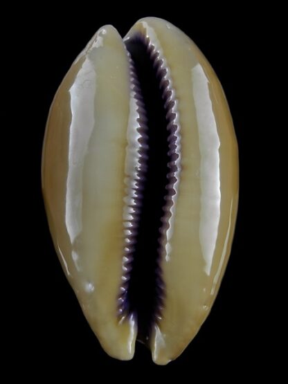Cypraea leviathan 84,6 mm F+++/Gem-14419