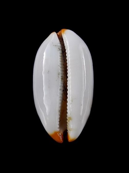 Cypraea controversa 31,3 mm Gem-14326
