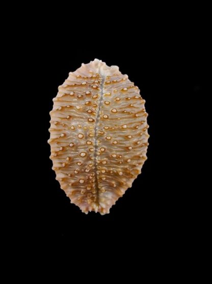 Cypraea granulata granulata 30,6 mm Gem-14270