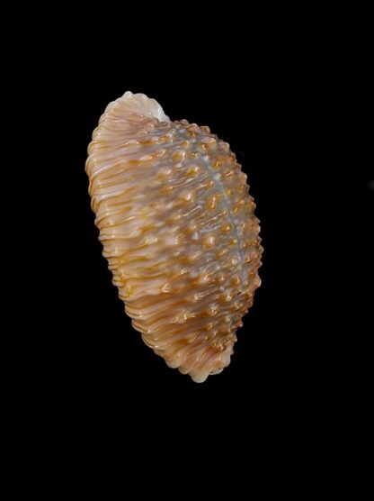 Cypraea granulata granulata 30,6 mm Gem-14279