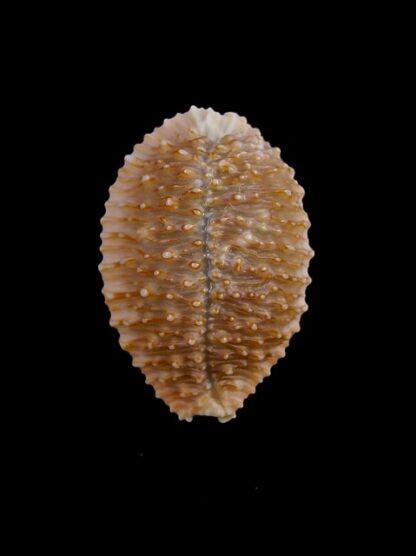 Cypraea granulata granulata 30 mm Gem-14260