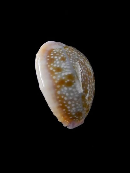 Cypraea helvola hawaiiensis 23,8 mm Gem-14296