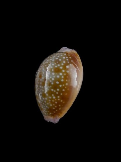 Cypraea helvola hawaiiensis 23,8 mm Gem-14297