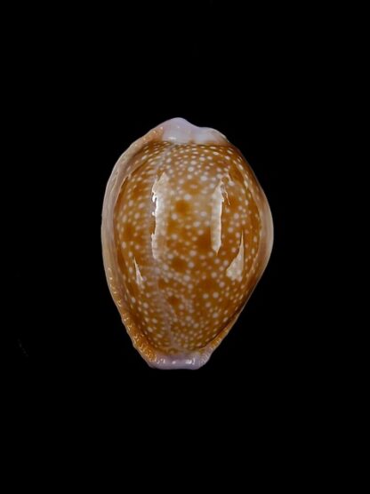 Cypraea helvola hawaiiensis 24,2 mm Gem-14316