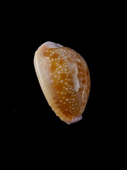 Cypraea helvola hawaiiensis 24,2 mm Gem-14320