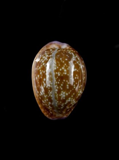 Cypraea helvola hawaiiensis 23,9 mm Gem-14306