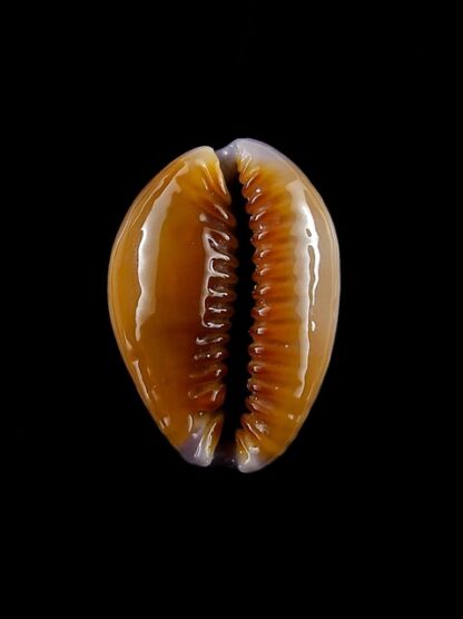 Cypraea helvola hawaiiensis 23,9 mm Gem-14309