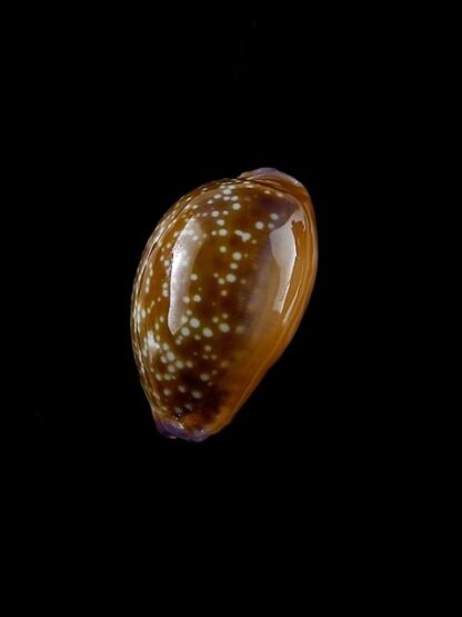 Cypraea helvola hawaiiensis 23,9 mm Gem-14310