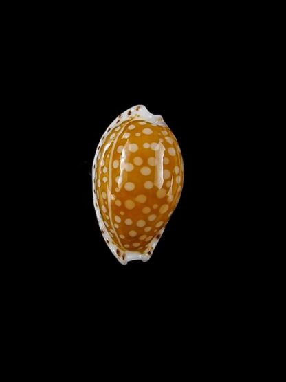 Cypraea gaskoinii f. fischeri. 16,3 mm Gem-14368