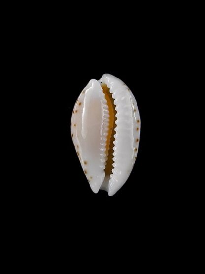 Cypraea gaskoinii f. fischeri. 16,3 mm Gem-14365