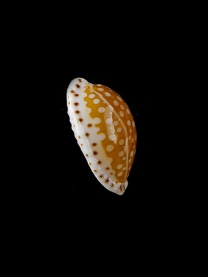 Cypraea gaskoinii f. fischeri. 16,3 mm Gem-14367