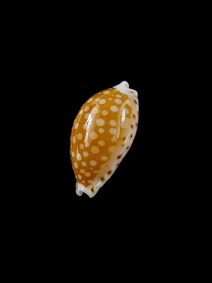 Cypraea gaskoinii f. fischeri. 16,3 mm Gem-14364